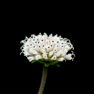 Elegant Bloom - 12x18 print