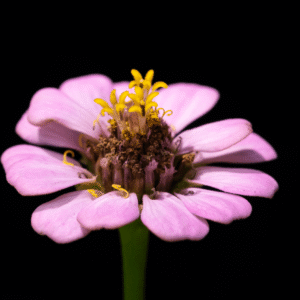 Zinnia in Solitude - 11x17 print