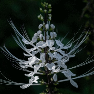 Whispers - 12x18 print