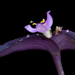 Purple Heart - 12x18 print