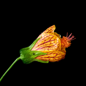 Painted Indian Mallow - 12x18 print