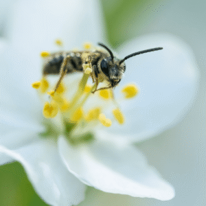 Collector - 11x14 framed