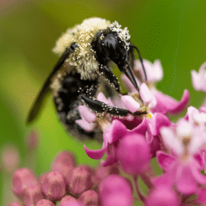 Hive Mind - 18x24 print