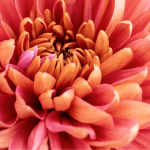 Heavenly Worlds - 13x19 framed