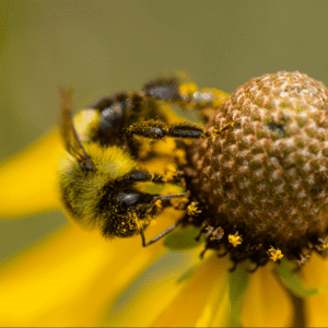 Aura - 16x24 on canvas