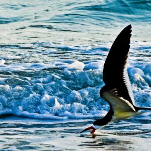 Skimmer in action 8x10 photo print