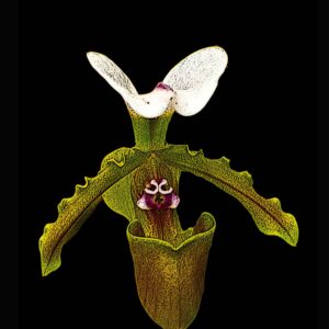 Slipper Orchid 11x14 photo art print