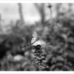 Spanish Point Butterfly