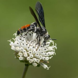 Stability - 11x17 print