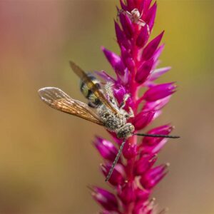 Gilded on Amaranth - 11x17 print