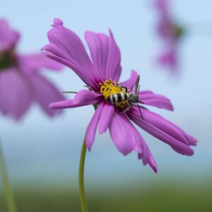 Cosmos - 11x17 print