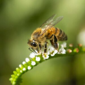 Hold the Line - 8x10 print