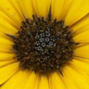 Golden Visions - 18x24 framed