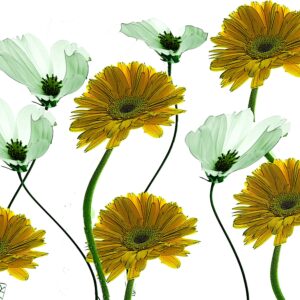 Daisy-cosmos-collage 11x14 photo art