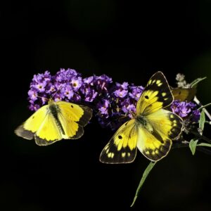 Colias Yellow butterfly 11x14 photo print