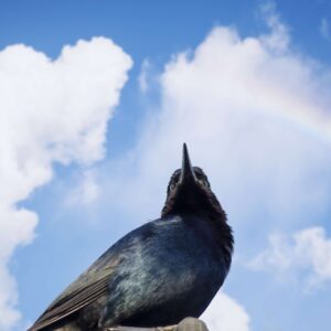 "Sentinel of the Pines" (11"x14" Print)