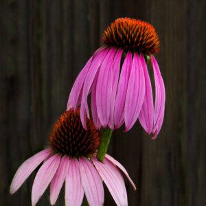 Cone flower 11x14 photo print