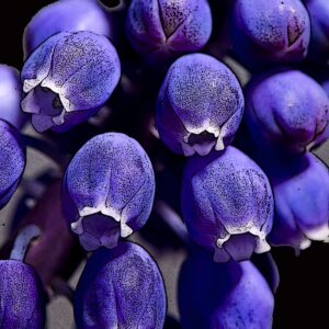 Corabell 11x14 photo print art