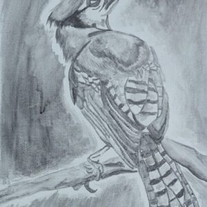 Jay Without the Blue (11x14 Inches)