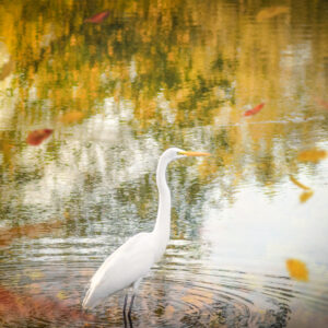 "Birds that Fall Pray" (16"x12" Print)