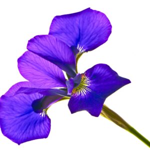 Siberian Iris 11x14 photo print
