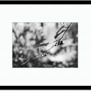 "Berries" Silver Gelatin Print - Matted & Framed (12"x16")