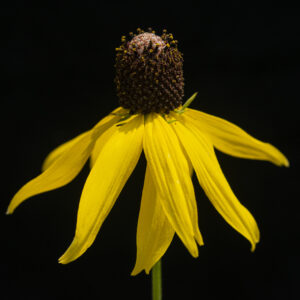 Black Eyed Susan - Framed Print