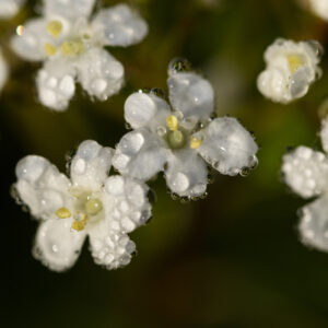 Waterdrops on Walter's Viburnum - Framed Original