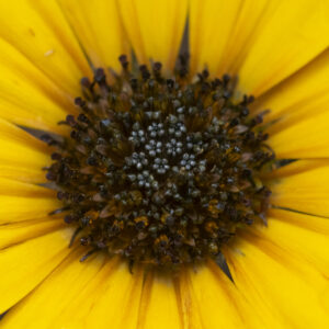 Golden Visions - Framed Print