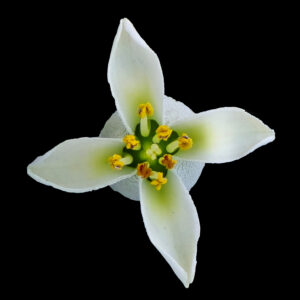 Bloom symmetry photo print 10x10