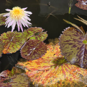 Lily pond photo print 12x16