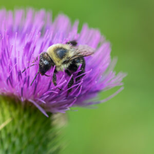 Thistle Kiss - Framed Original
