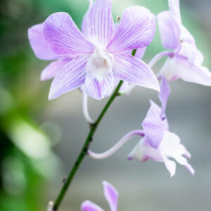 Ethereal - Framed Original