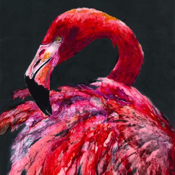 FLAMANT ROSE SEDUCIESANT