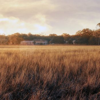 "Field of Swaying Life"
