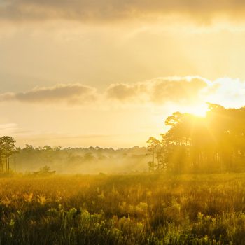 "Morning Stillness Over Ocean Springs Field"