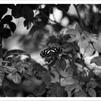 Duval Street Butterfly